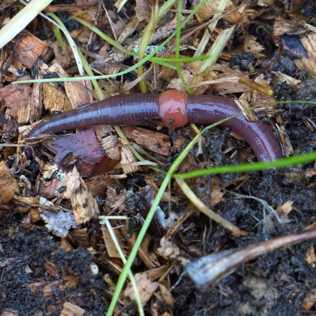 Lumbicrus Terrestris